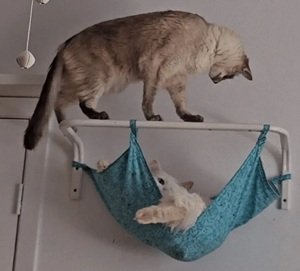 Cat hammock