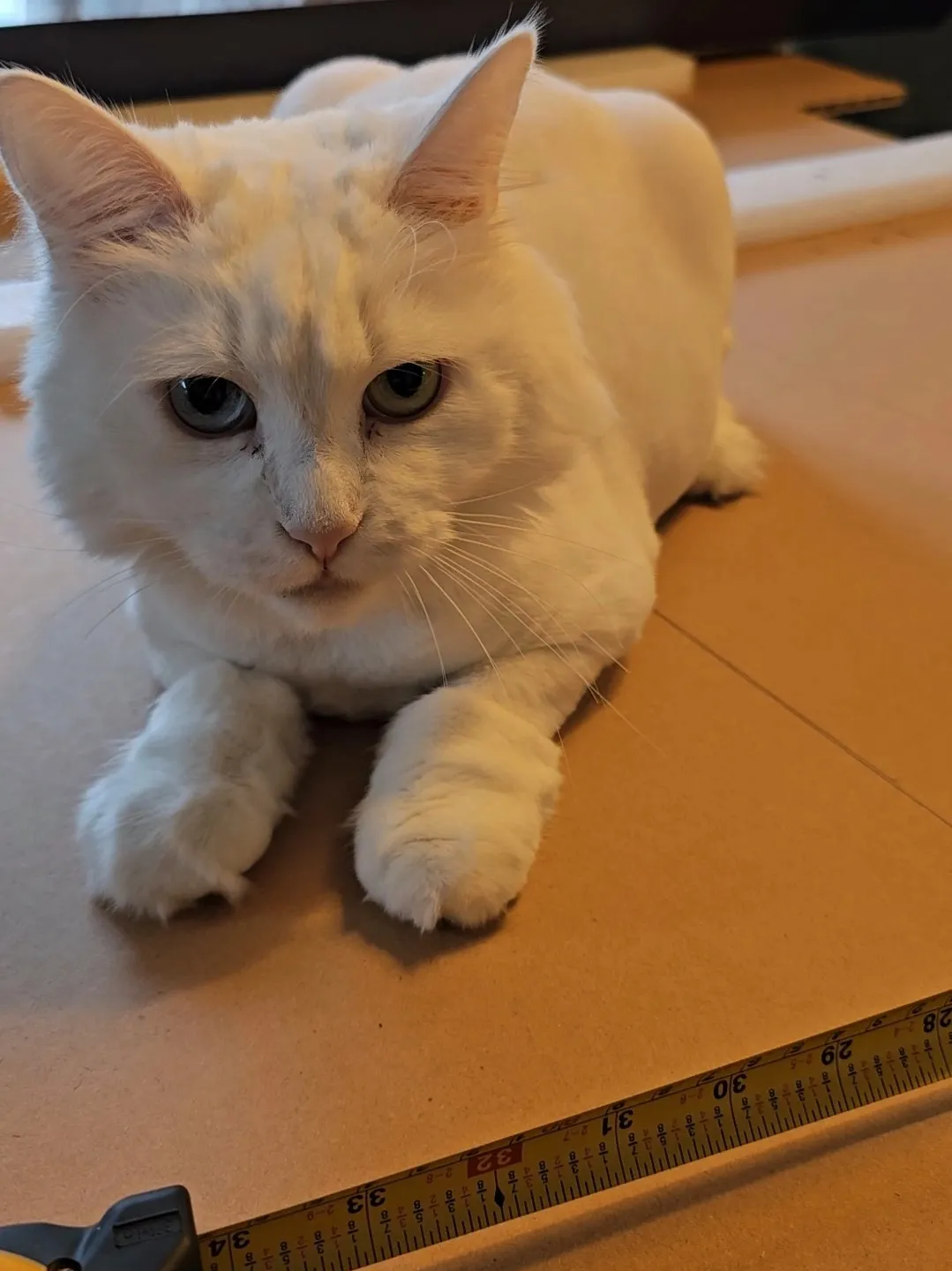 Mimi supervising the measurements of the arrow