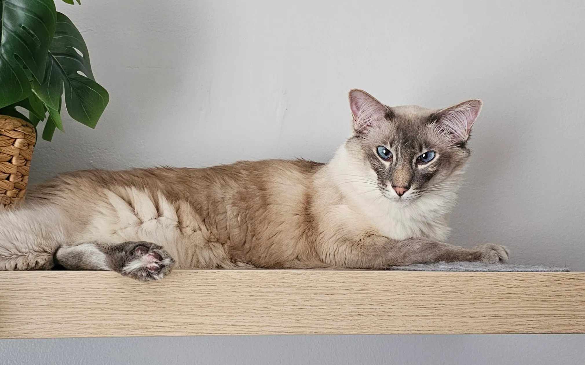 MooMoo