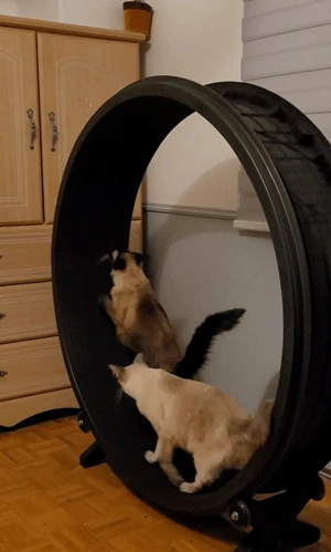The exercise wheel