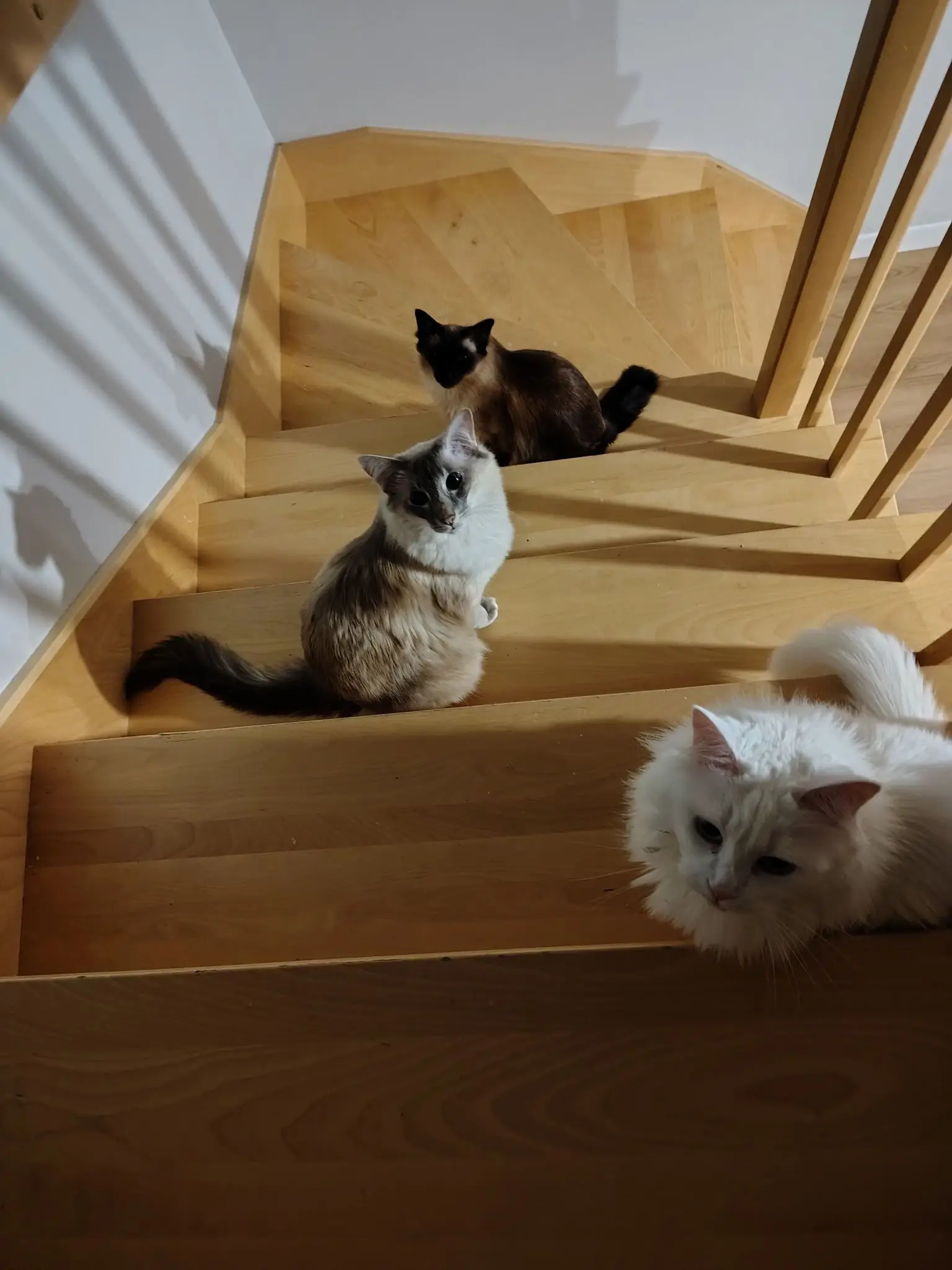 The full feline brigade on the stairs