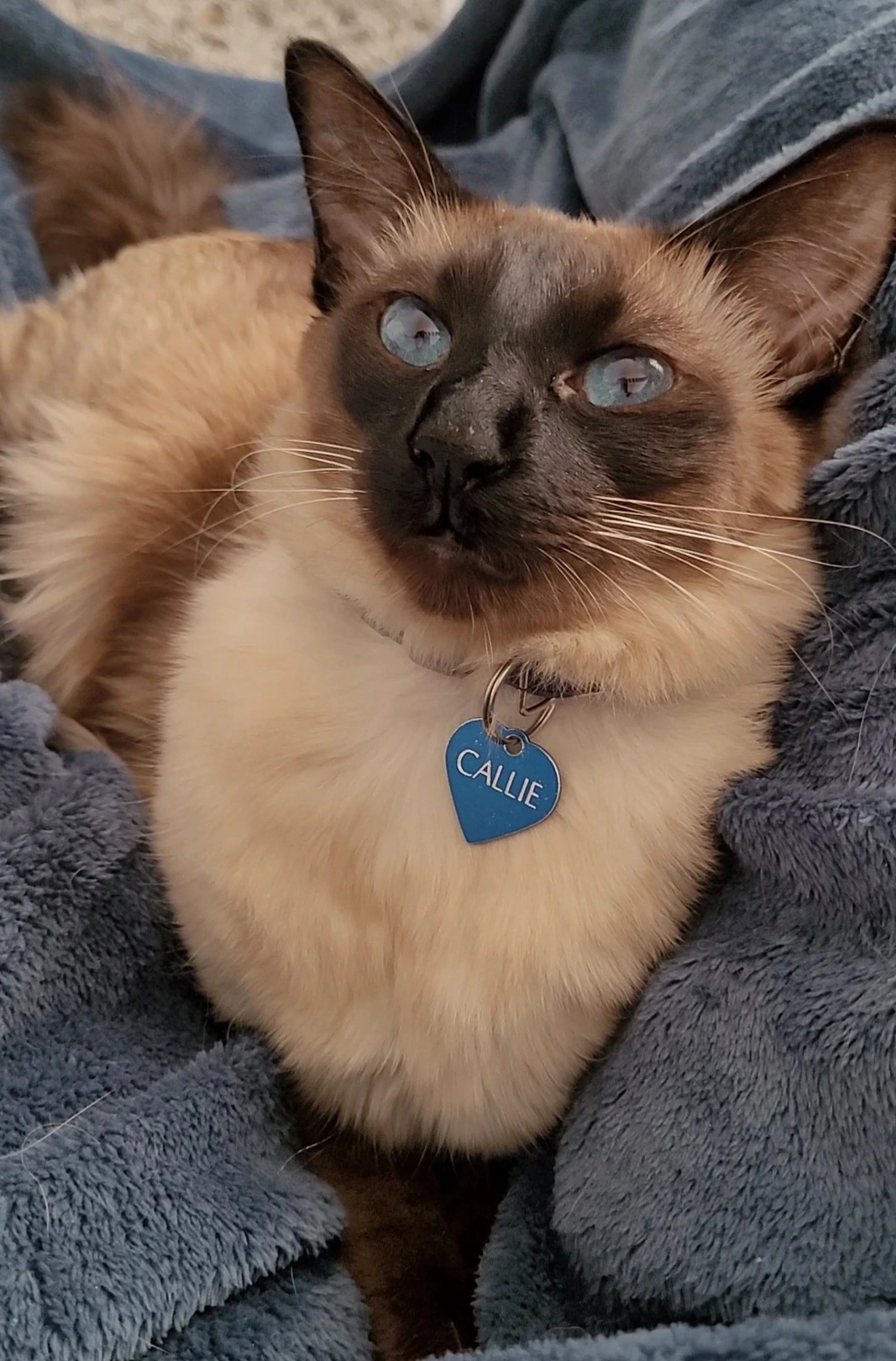 BB Mew