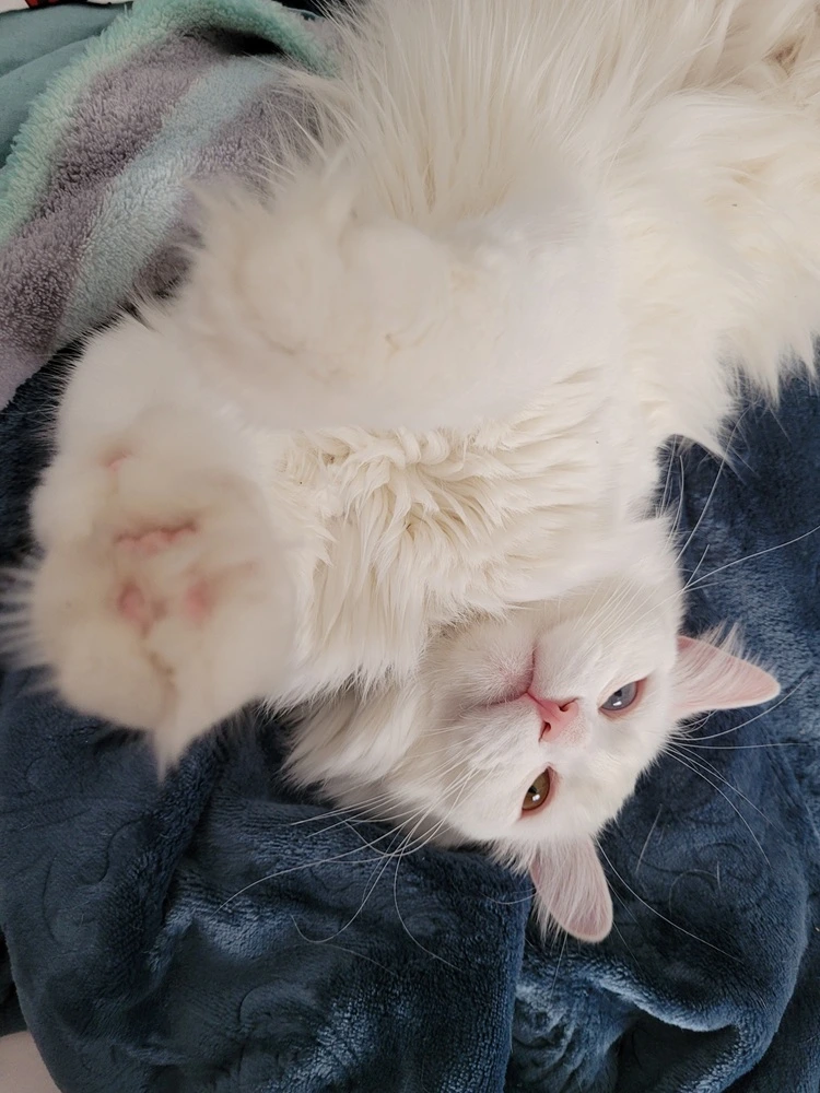 Mimi