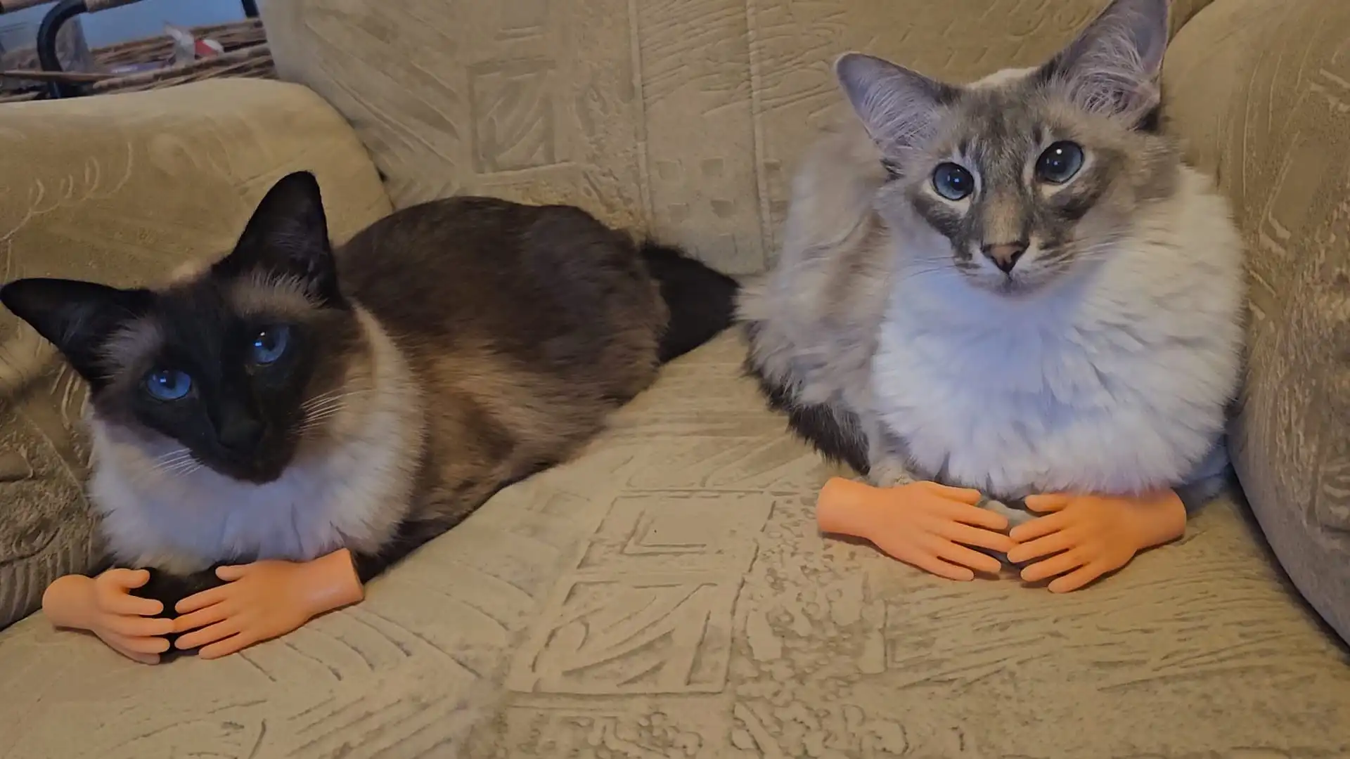 The sisters BB Mew and MooMoo